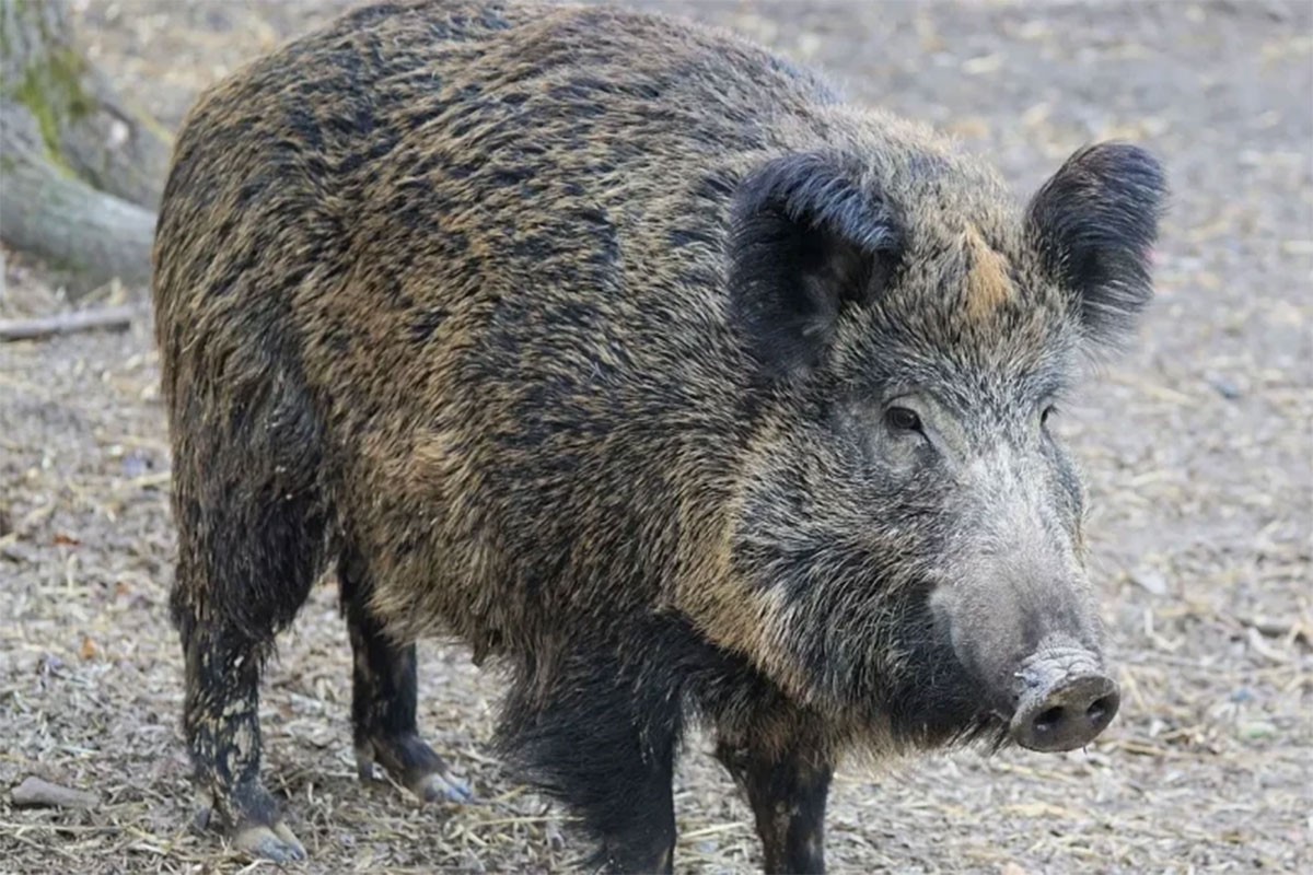 Udario divlju svinju, šteta na autu