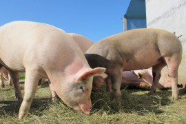 Afrička svinjska kuga u Brčkom pod kontrolom
