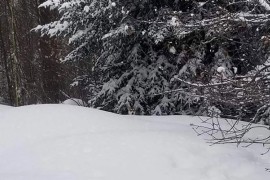 Možete li uočiti psa na ovoj fotografiji za samo pet sekundi?