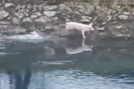 Urnebesan snimak: Prase “sa ražnja” pobjeglo u rijeku