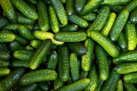 "Agronova" iz Novog Grada spasava proizvođače kornišona