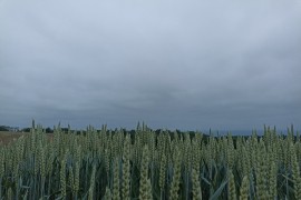 Ozimi usjevi pate zbog visokih temperatura