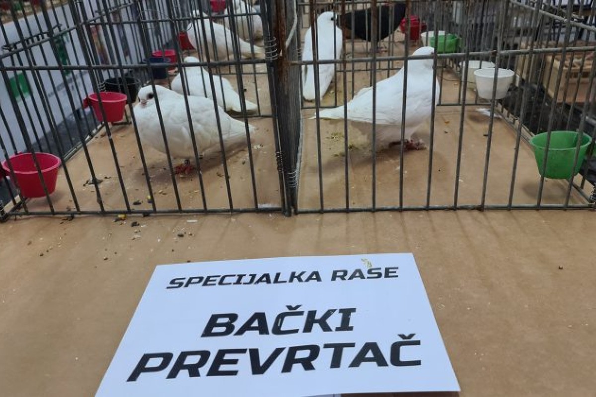 Turski mardin najbolja dadilja za mladunce bačkog prevrtača