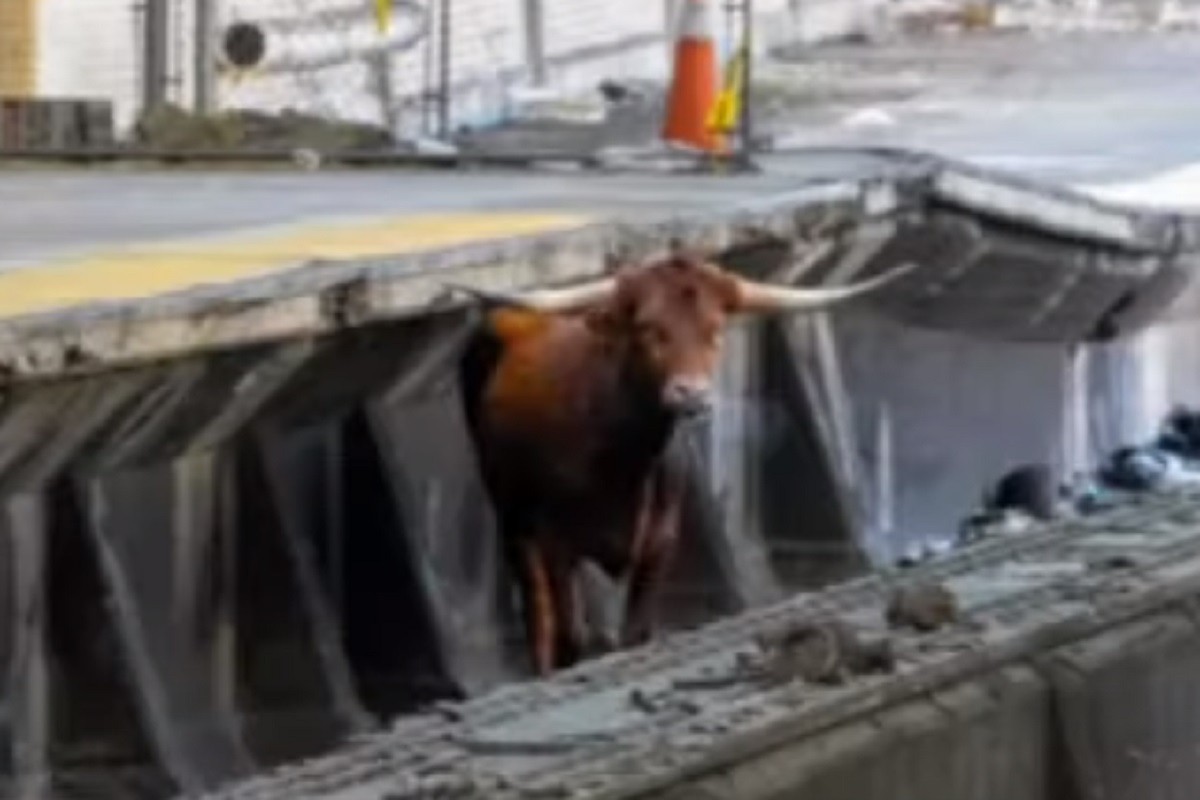 Bik napravio pometnju na željezničkoj stanici (VIDEO)