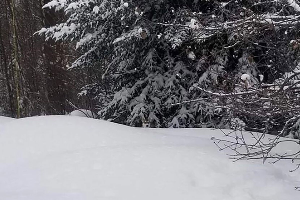 Možete li uočiti psa na ovoj fotografiji za samo pet sekundi?