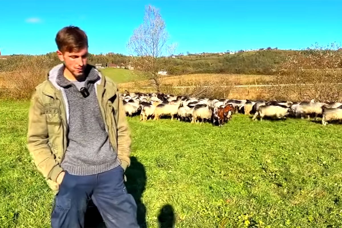 Mladi pastir uživa sa ovcama: Molili ga da upiše fakultet, ali nije htio (VIDEO)