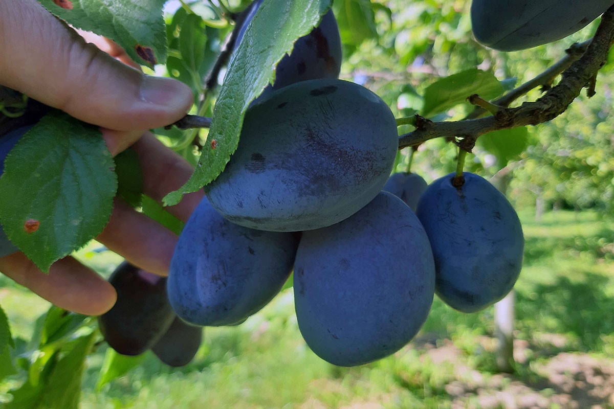 Voćarima u Srpskoj na raspolaganju četiri miliona maraka