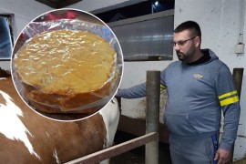 Napustio volan i vratio se u selo: Ne stižu napraviti sira, koliko ...