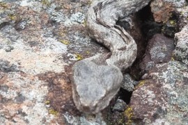 Invazija poskoka usred zime (FOTO)