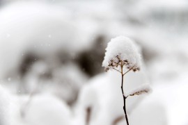 Padne li snijeg u nedjelju, godina bi mogla biti rodna