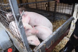 Semberski farmeri traže novac, ministar obećava isplatu do kraja ...
