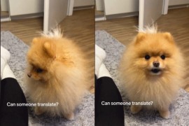 Snimak kuce koja "priča" postao viralni hit (VIDEO)