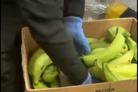 Kolumbijska policija u bananama pronašla 2,6 tona kokaina, bio ...