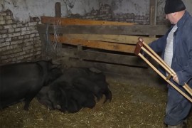 Krmača oprasila 22 prasića: Stočar na 13. prestao da broji