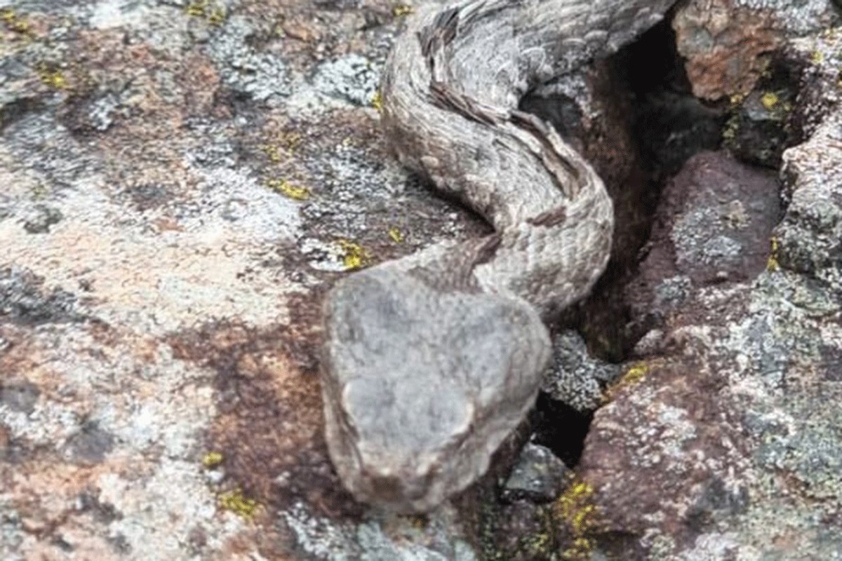 Invazija poskoka usred zime (FOTO)