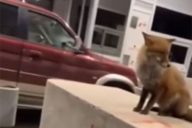 Lisica dočekuje putnike na auto-putu (VIDEO)