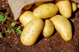 Da li je opasno jesti krompir koji je proklijao, zelen ili ima smeđe ...