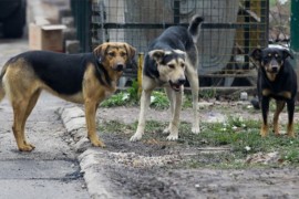 Čopor pasa napao četvoročlanu porodicu, ugrizao dijete (4)