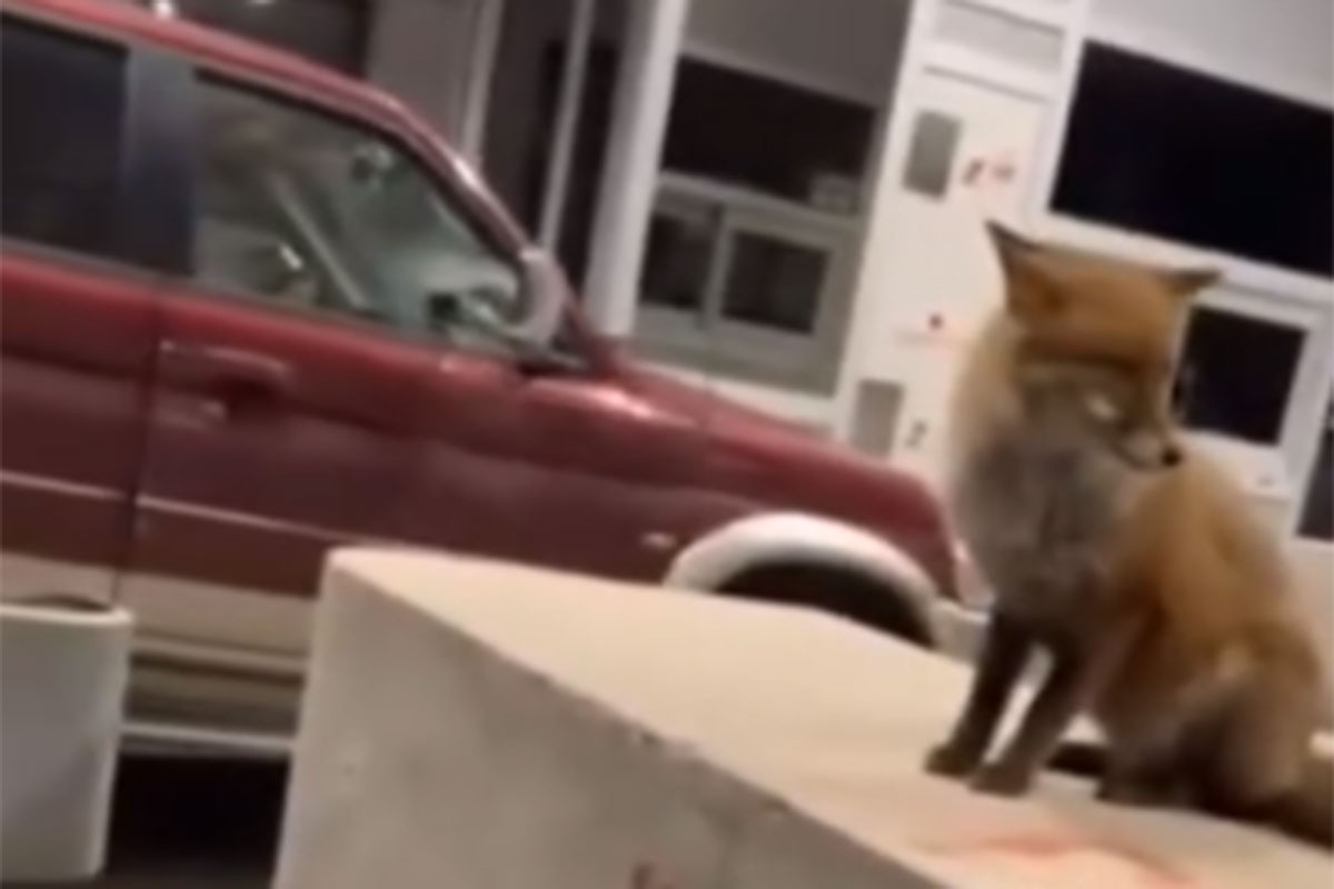 Lisica dočekuje putnike na auto-putu (VIDEO)