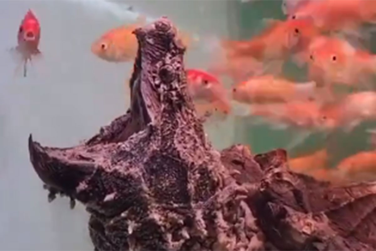 Pronađena opasna kornjača koja može da pregrize kost (VIDEO)