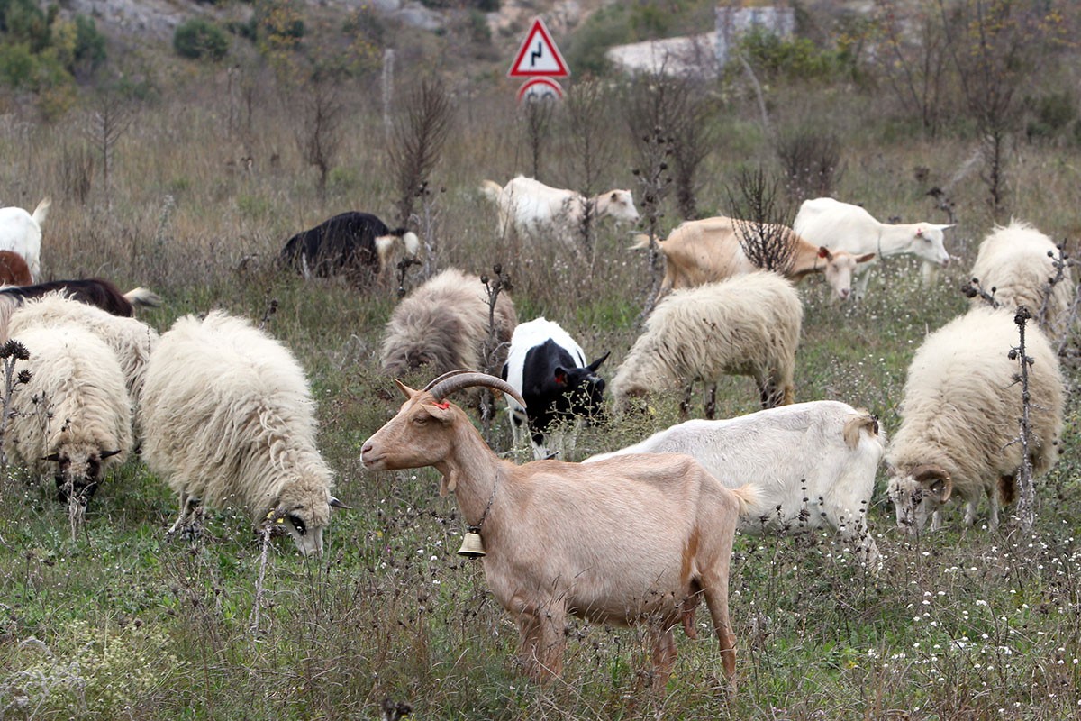 Sa livade u Kotor Varošu ukrao dvije ovce i tri koze