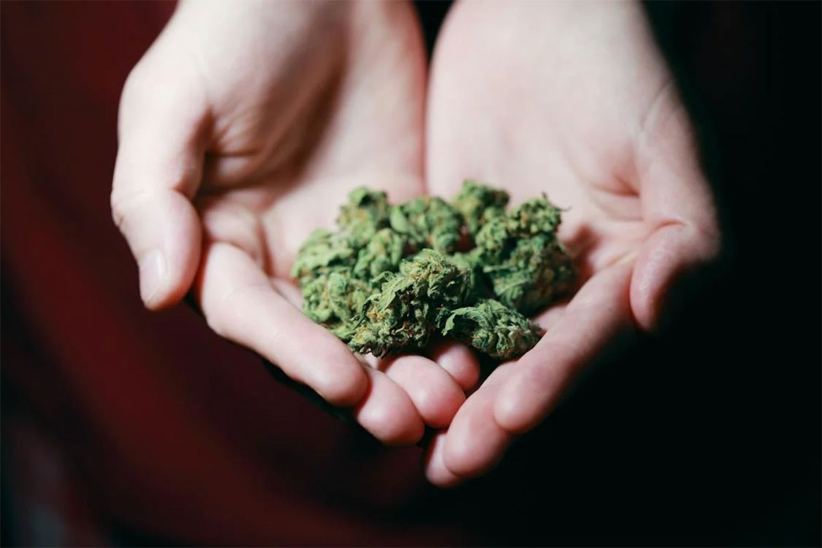 Njemačka legalizovala rekreativnu upotrebu kanabisa