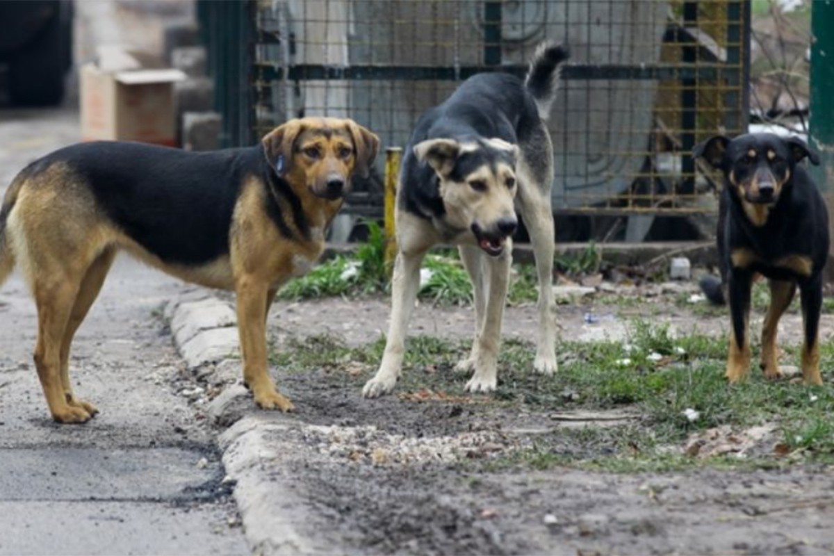 Čopor pasa napao četvoročlanu porodicu, ugrizao dijete (4)