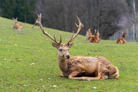 Poslije nezapamćenog pomora više od 800 ptica, nađene mrtve srne i ...