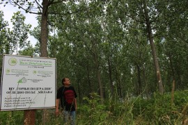 Parcele pored Save pretvaraju u zasade kanadske topole