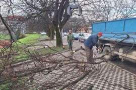 Orezivanje i uklanjanje suvih stabala u banjalučkim drvoredima
