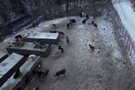 Dejan već 20 godina brine o napuštenim životinjama, ima ih preko ...