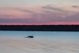 Nesvakidašnji prizor u barskoj luci, mještani oduševljeni (VIDEO)