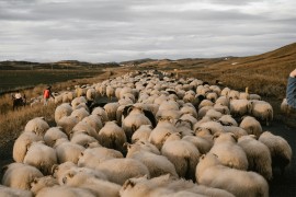 Otvara se škola za pastire, interesovanje veliko