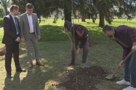 Dan šuma: Studenti i profesori posadili divlje trešnje