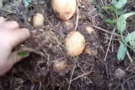 Kako da posadite krompir na travi ili kako do krompira bez motike?