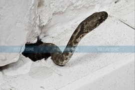 Zmija izašla iz utičnice u banjalučkoj firmi (FOTO)