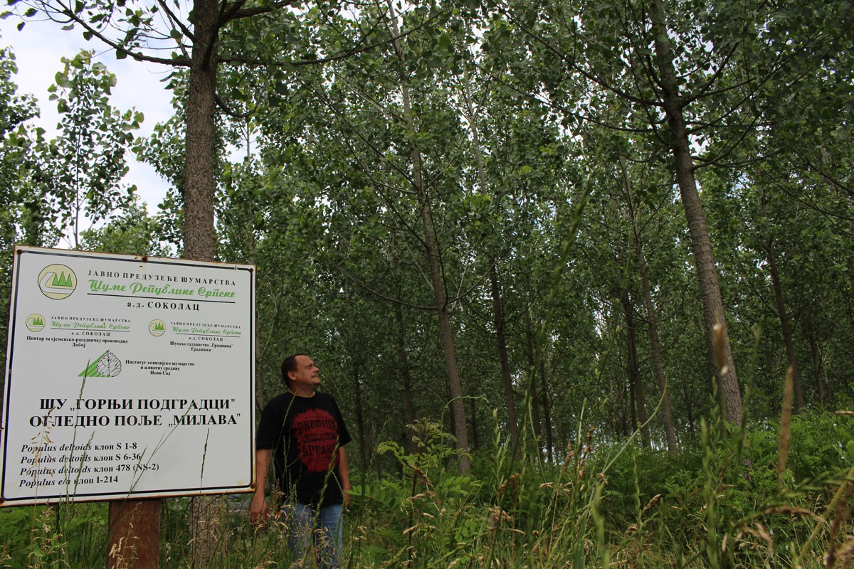 Parcele pored Save pretvaraju u zasade kanadske topole