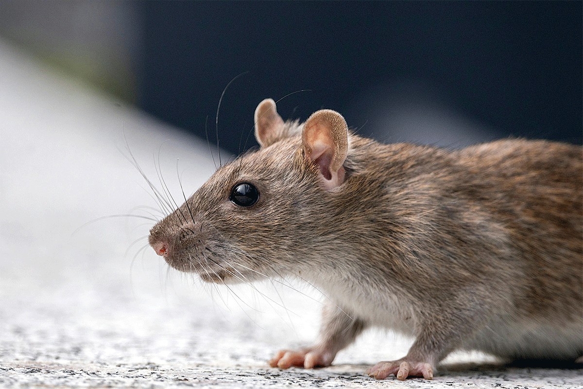 U policijskoj stanici navala pacova: "Jedu zaplijenjenu marihuanu. Svi su drogirani"