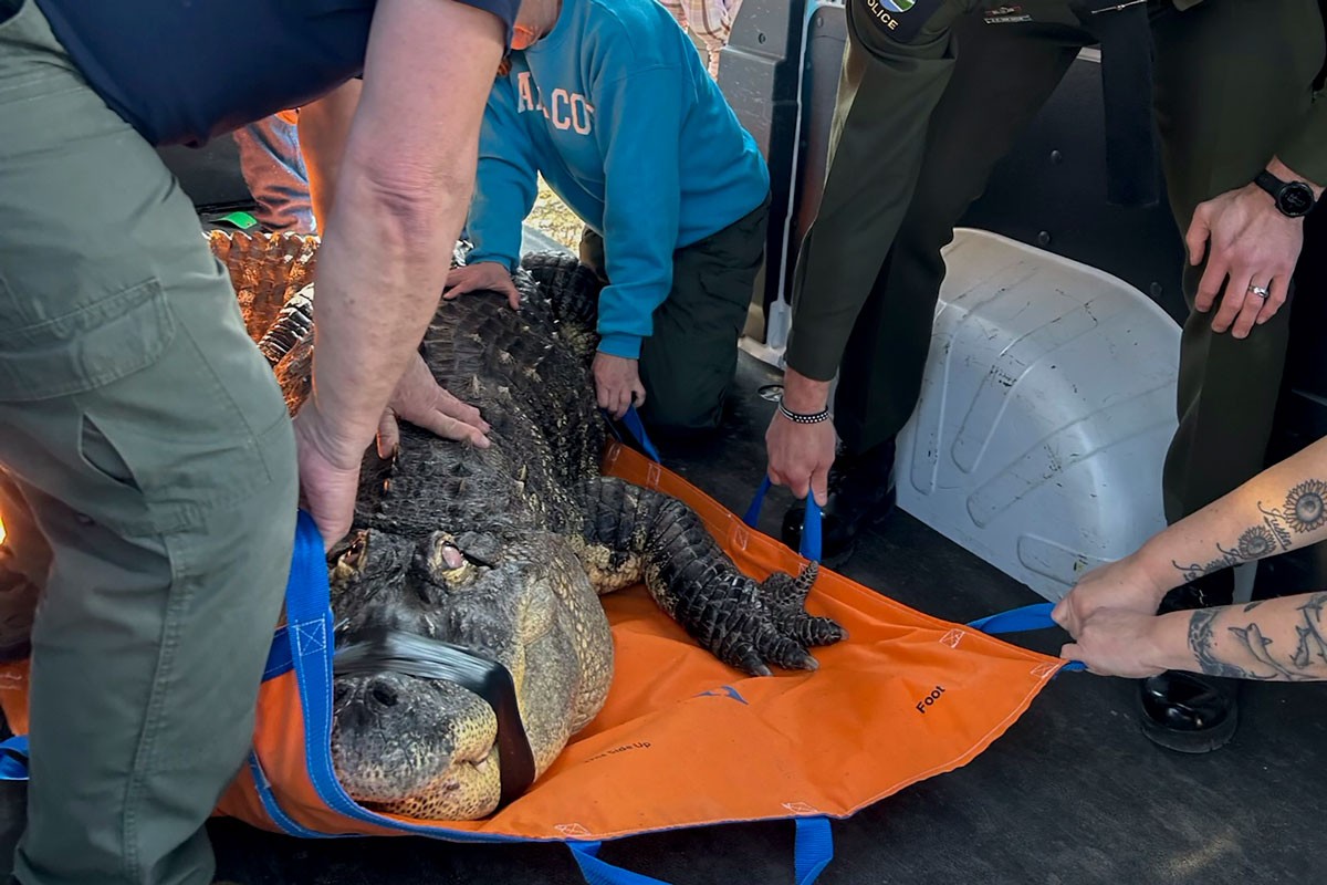 Zaplijenjen aligator težak 340 kg, plivao u bazenu s djecom
