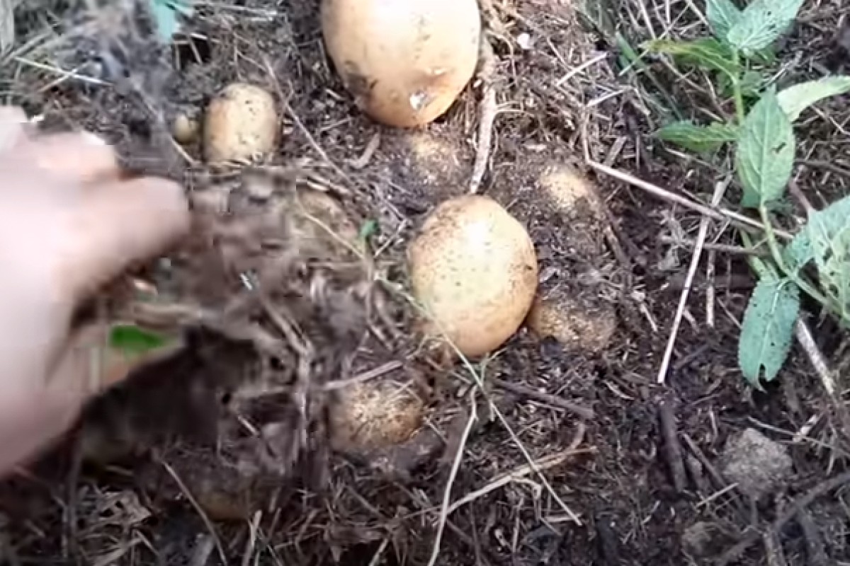 Kako da posadite krompir na travi ili kako do krompira bez motike?
