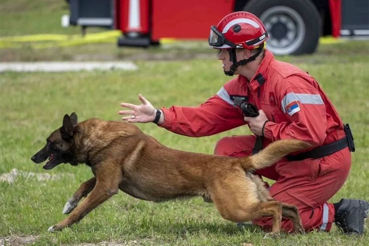 Pas Zigi ide u Bor: Pomagao u Turskoj, a sad će tražiti malu Danku