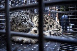 Evakuisan zoološki vrt u Sankt Peterburgu zbog dojave o bombi