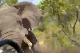 Safari završio tragično: Bijesni slon napao kamion s turistima, žena ...