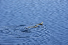 Zmija ugrizla ženu dok se kupala u moru u Grčkoj