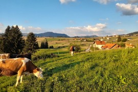 Nije znala ni kravu musti, a od sira zaradila penziju (FOTO)