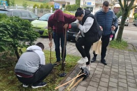 Članovi DEMOS-a zasadili drvored četinara