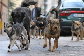 Trudnica teže povrijeđena nakon napada psa lutalice