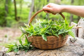 Kada brati, a kako sušiti koprivu i koje su joj ljekovite osobine?