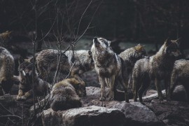 Sve češći napadi vukova u drvarskim selima