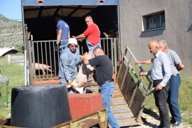 Podijeljeno 150 prasića za 50 poljoprivrednika